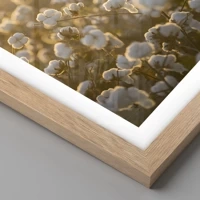 Rovere chiaro