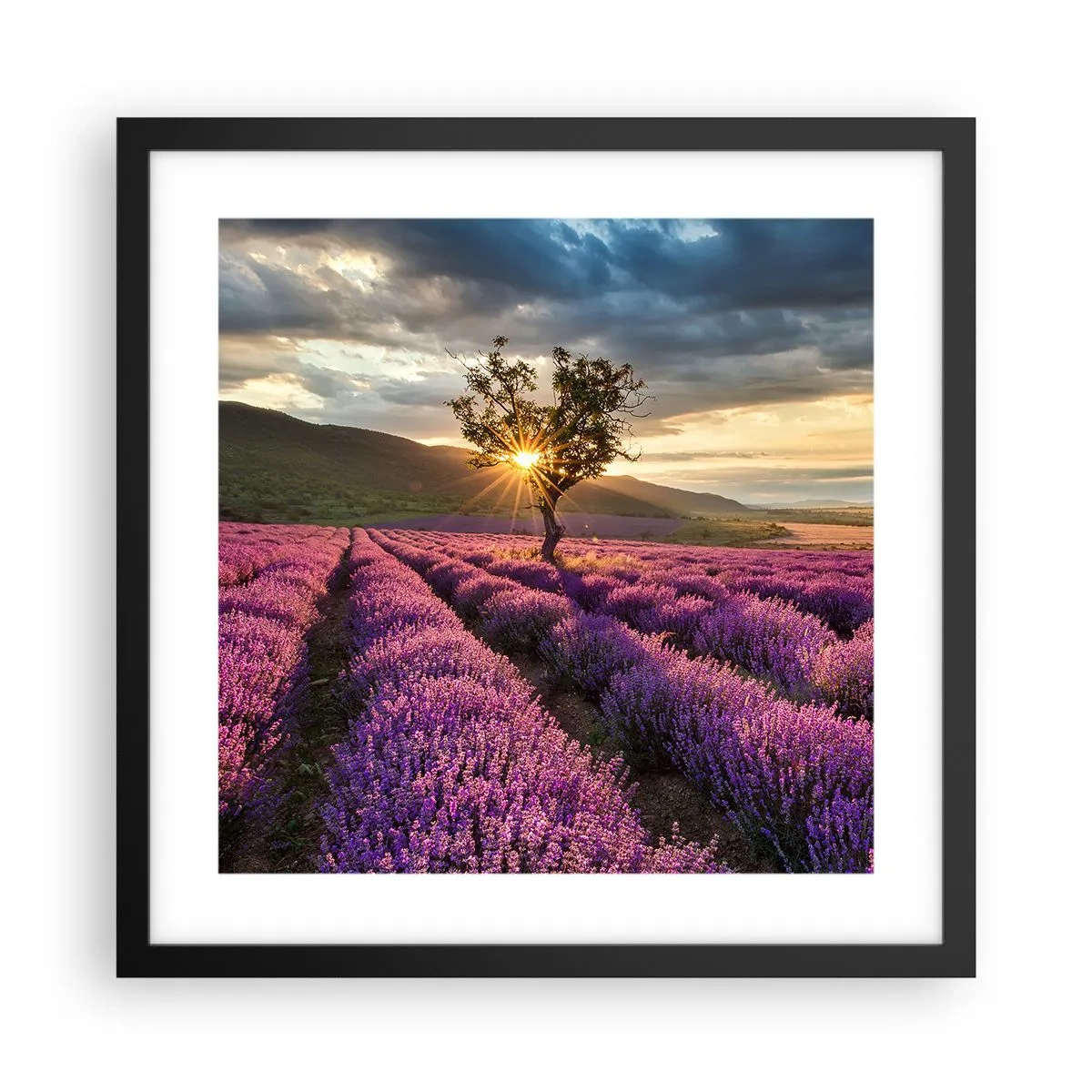 Poster in cornice nera - Aroma di colore lilla - 40x40 cm