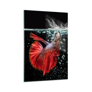 Quadro su vetro - Un magnifico betta nell'acqua su uno sfondo scuro - 70x100cm - Hai tre desideri - Decorazione murale moderna per soggiorno e camera da letto ARTTOR