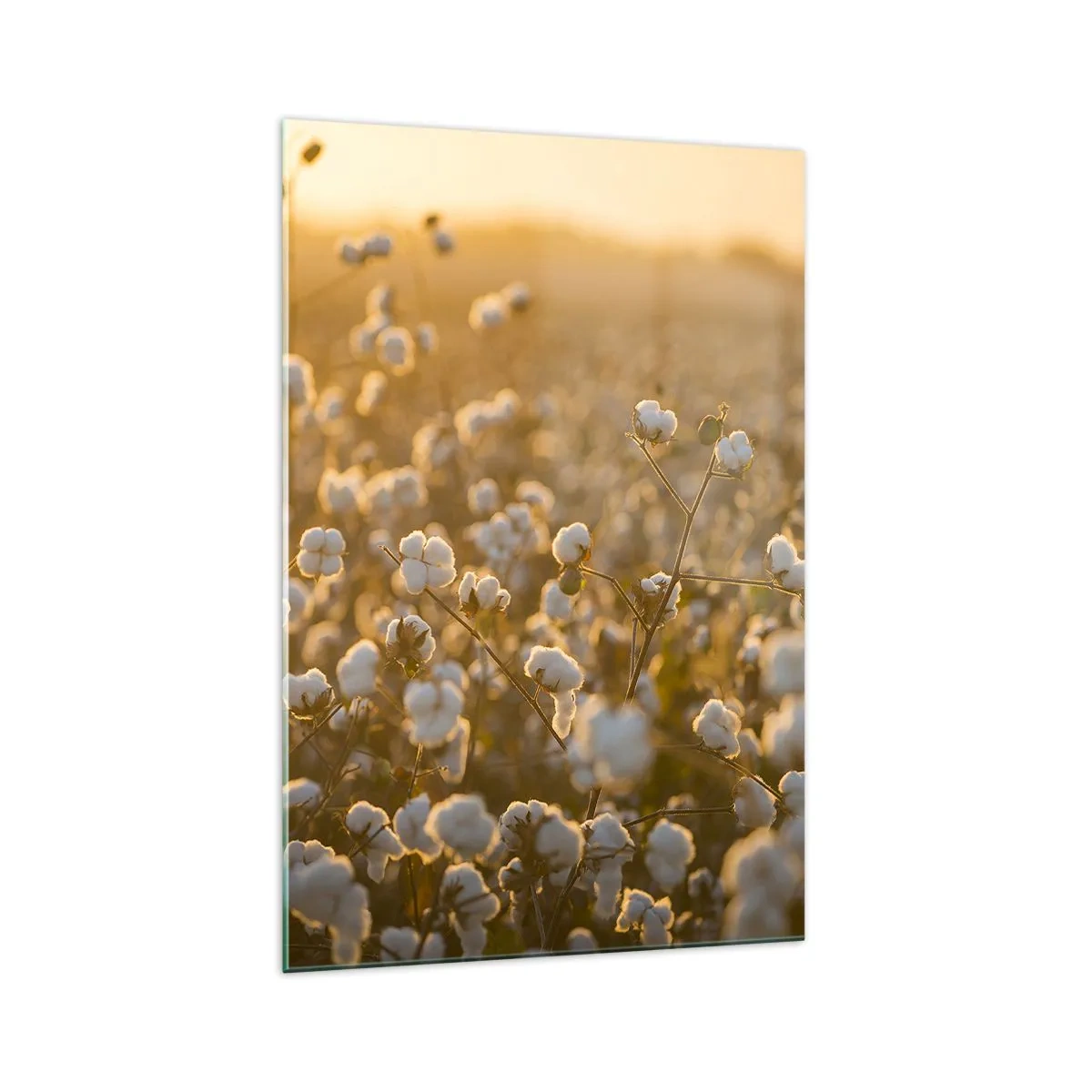 Quadro su vetro - Un campo di cotone nella calda luce del sole al tramonto - 70x100cm - Campo di morbidezza - Decorazione murale moderna per soggiorno e camera da letto ARTTOR