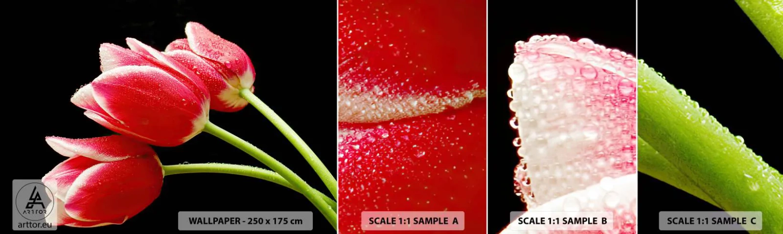 Campione di Fotomurale Adesivo Deluxe Sticker - Promessa di amore puro - Fiori, Tulipani, Natura - 100x30 cm