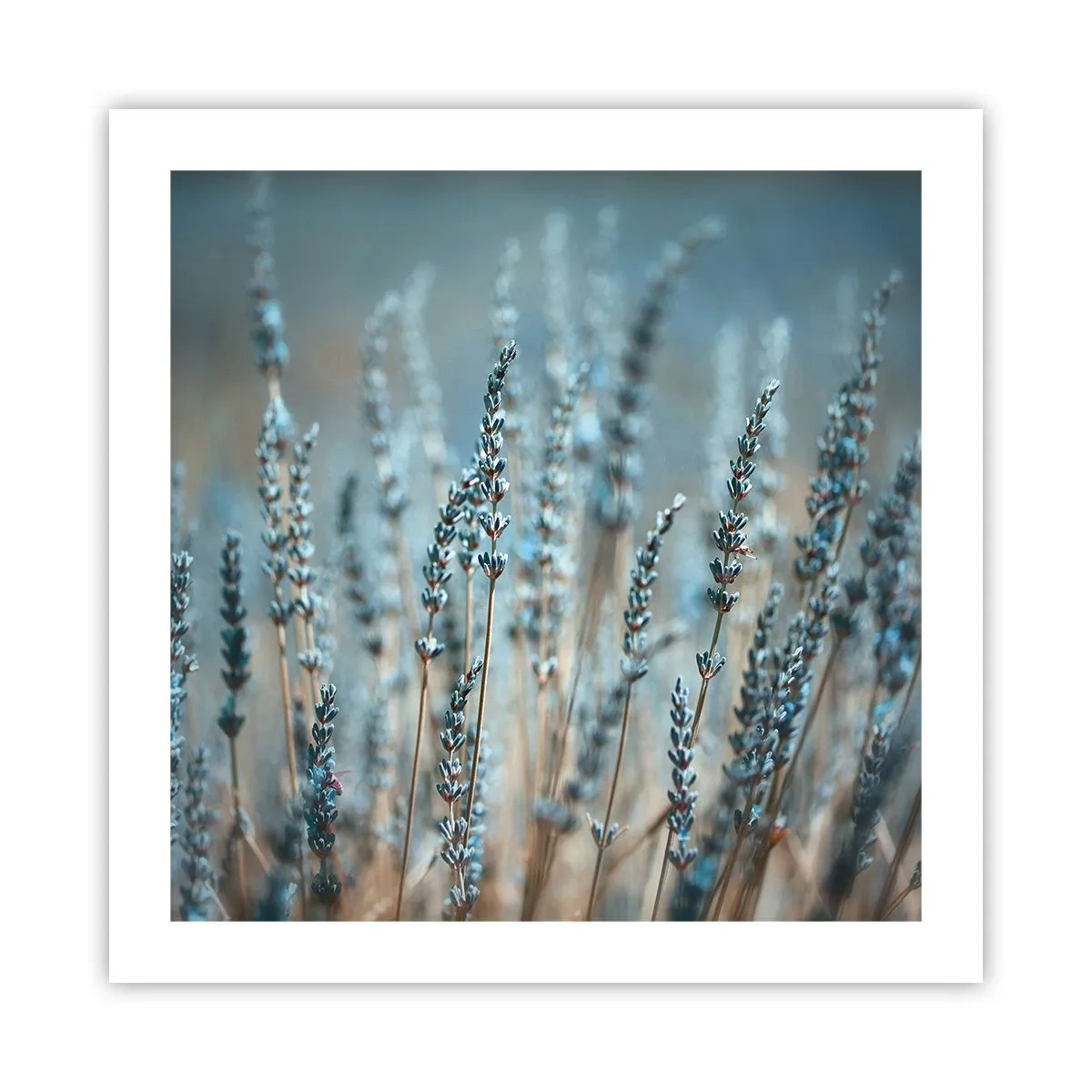 Poster - Campo profumato - 50x50 cm