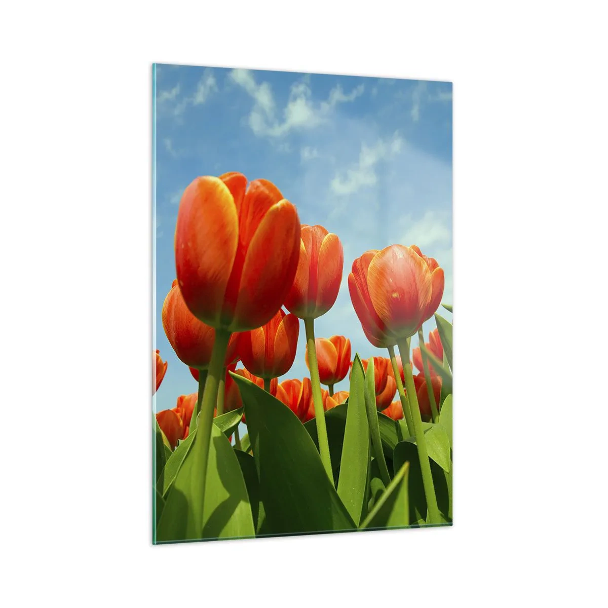 Quadro su vetro - Un campo di tulipani rossi sotto un cielo azzurro - 50x70cm - A loro non serve nulla oltre al cielo azzurro - Decorazione murale moderna per soggiorno e camera da letto ARTTOR
