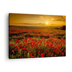 Quadro su tela - Stampe su Tela - Un campo di papaveri rossi al chiarore del sole al tramonto - 70x50cm - Tra il fruscio delle erbe, in un'esplosione di fiori - Decorazione murale moderna per soggiorno e camera da letto ARTTOR