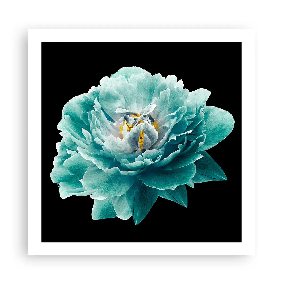Poster - Petali blu e oro - 60x60 cm
