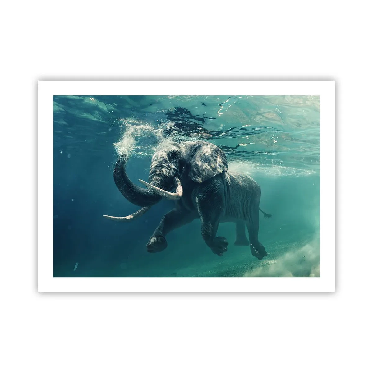 Poster - Tutti amano nuotare - 70x50 cm