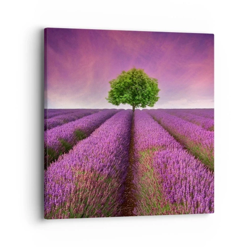 Quadro su tela - Stampe su Tela - Sui campi di lavanda - 40x40 cm