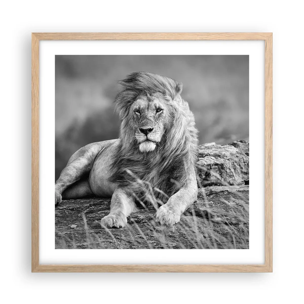 Poster in cornice rovere chiaro - La siesta del re - 50x50 cm