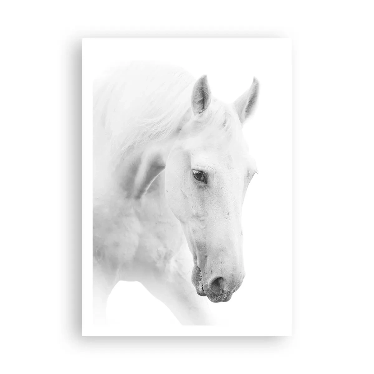 Poster - È amicizia? - 70x100 cm