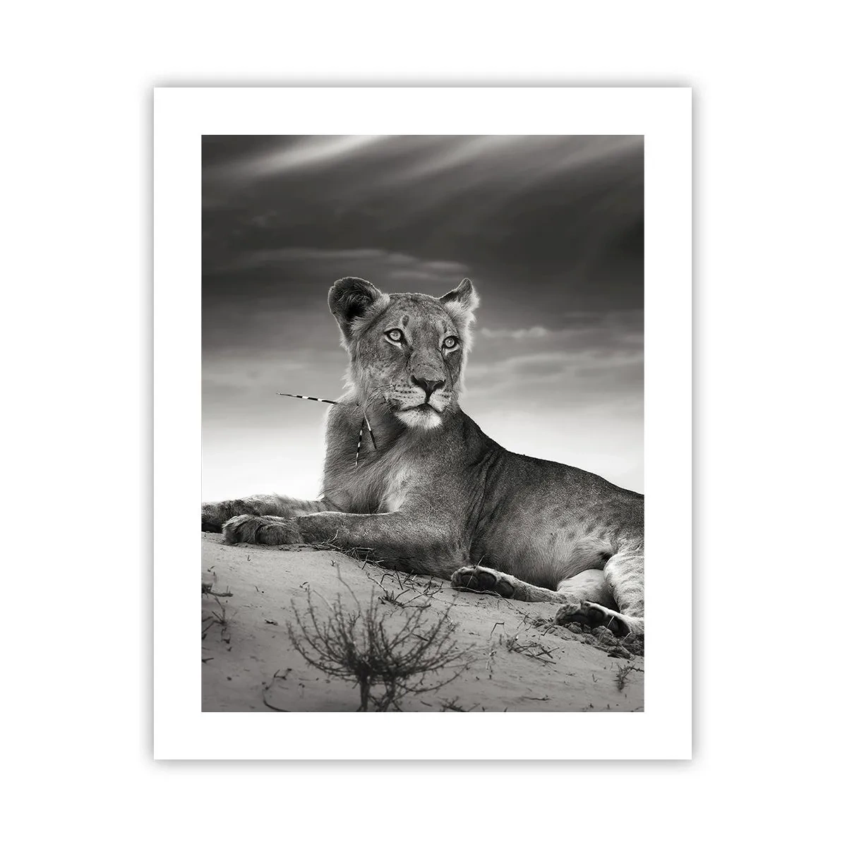 Poster - Il riposo della regina del deserto - 40x50 cm