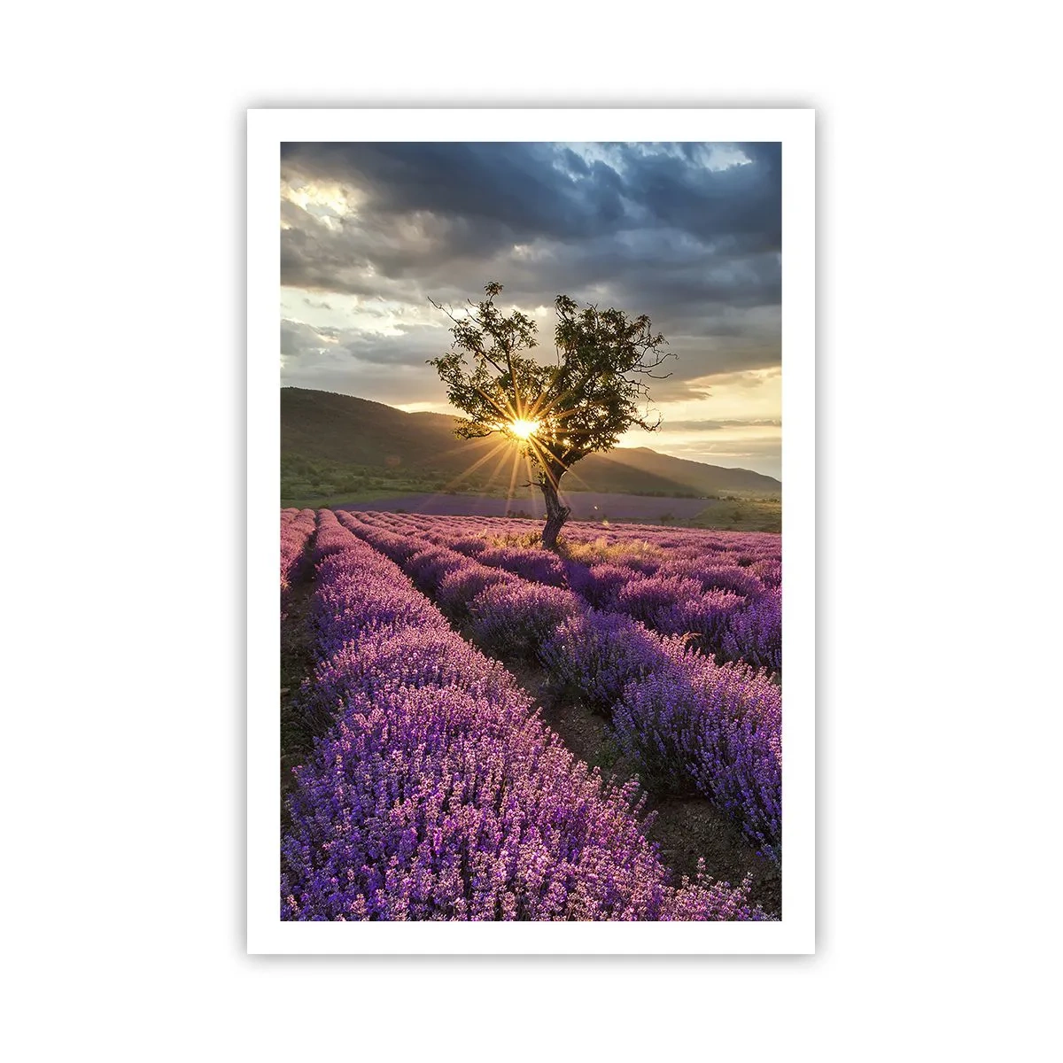 Poster - Aroma di colore lilla - 61x91 cm