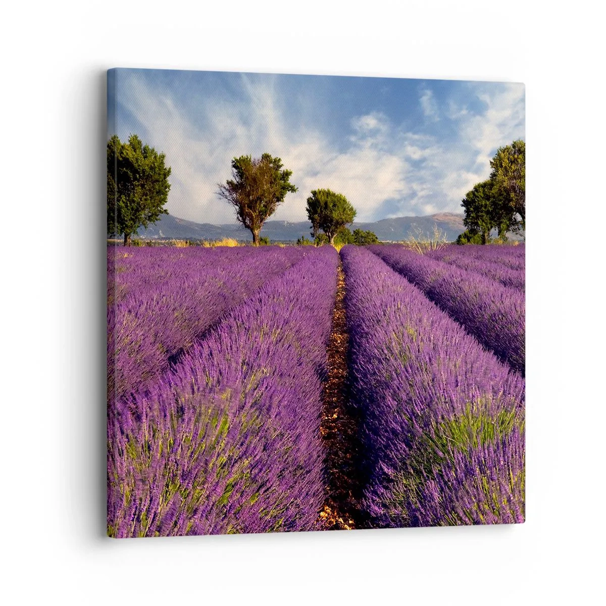 Quadro su tela - Stampe su Tela - Campi di lavanda - 30x30 cm