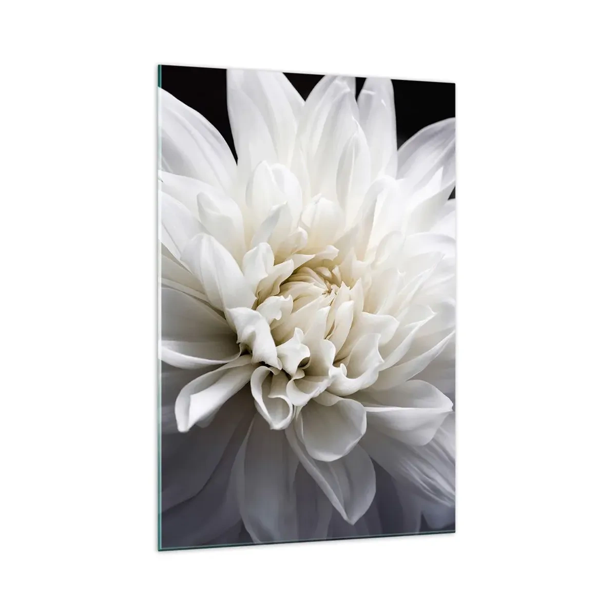 Quadro su vetro - Un delicato fiore bianco su sfondo nero in una composizione elegante - 70x100cm - Il mattino della sposa - Decorazione murale moderna per soggiorno e camera da letto ARTTOR