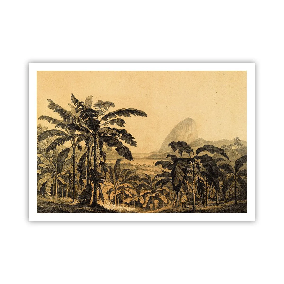 Poster - Disegno di alberi di banana su uno sfondo di paesaggio tropicale - 100x70cm - Nel clima coloniale - Decorazione murale moderna per soggiorno e camera da letto ARTTOR