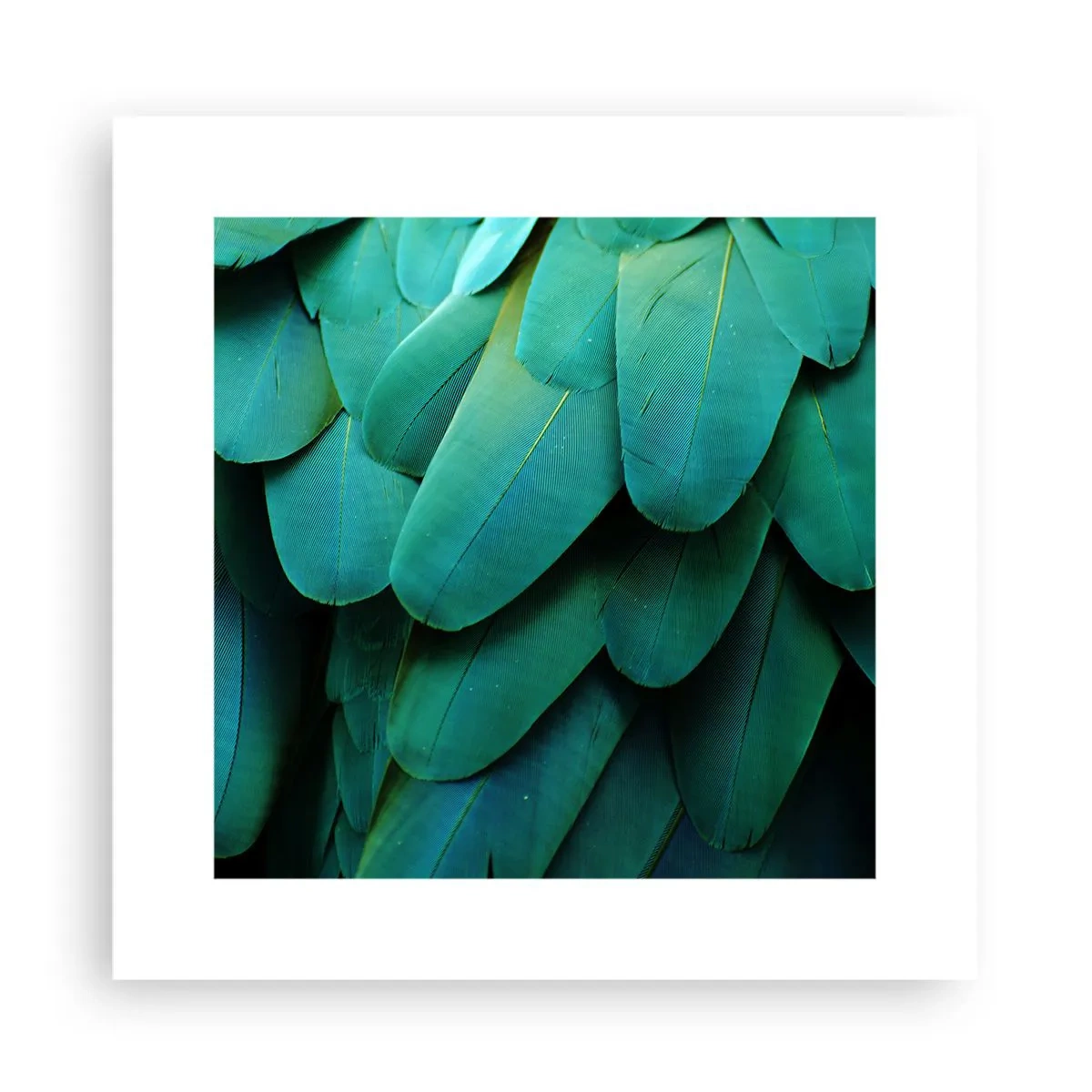 Poster - Precisione da pappagallo - 30x30 cm