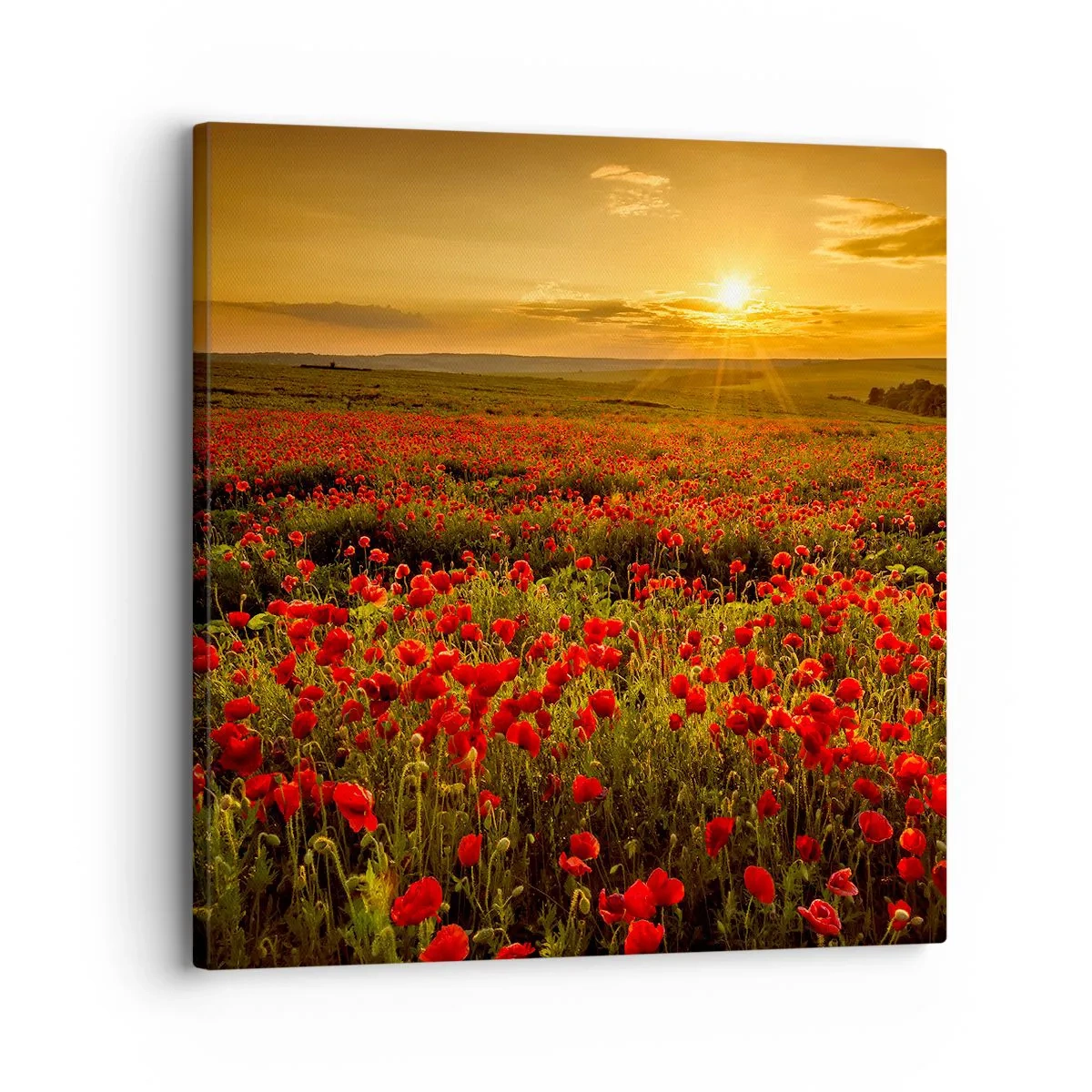 Quadro su tela - Stampe su Tela - Tra il fruscio delle erbe, in un'esplosione di fiori - 30x30 cm