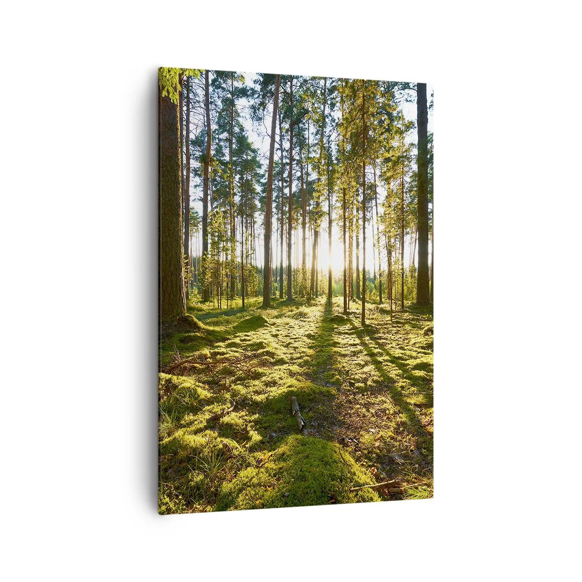 Quadro su tela - Stampe su Tela - Foresta verde illuminata dalla luce del sole sul muschio - 70x100cm - …dopo sette foreste - Decorazione murale moderna per soggiorno e camera da letto ARTTOR