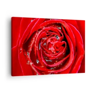 Quadro su tela - Stampe su Tela - Primo piano di una rosa rossa con gocce d'acqua sui petali - 70x50cm - Nelle gocce della rugiada - Decorazione murale moderna per soggiorno e camera da letto ARTTOR