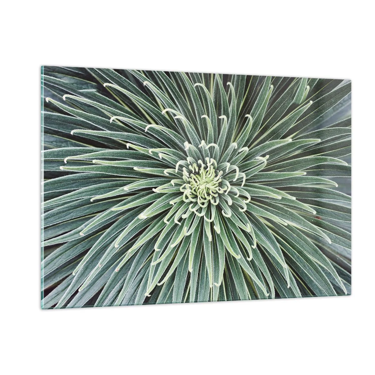 Quadro su vetro - Rosetta simmetrica di foglie verdi in macrofotografia - 120x80cm - La nascita delle stelle - Decorazione murale moderna per soggiorno e camera da letto ARTTOR