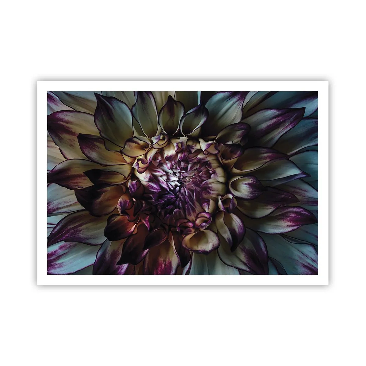 Poster - Primo piano di un fiore di dalia in toni scuri - 100x70cm - Il rigoglio della giovinezza - Decorazione murale moderna per soggiorno e camera da letto ARTTOR