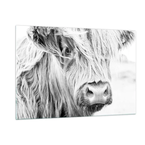 Quadro su vetro - Primo piano di un bovino scozzese a pelo lungo in bianco e nero - 120x80cm - Selvaticità scozzese - Decorazione murale moderna per soggiorno e camera da letto ARTTOR