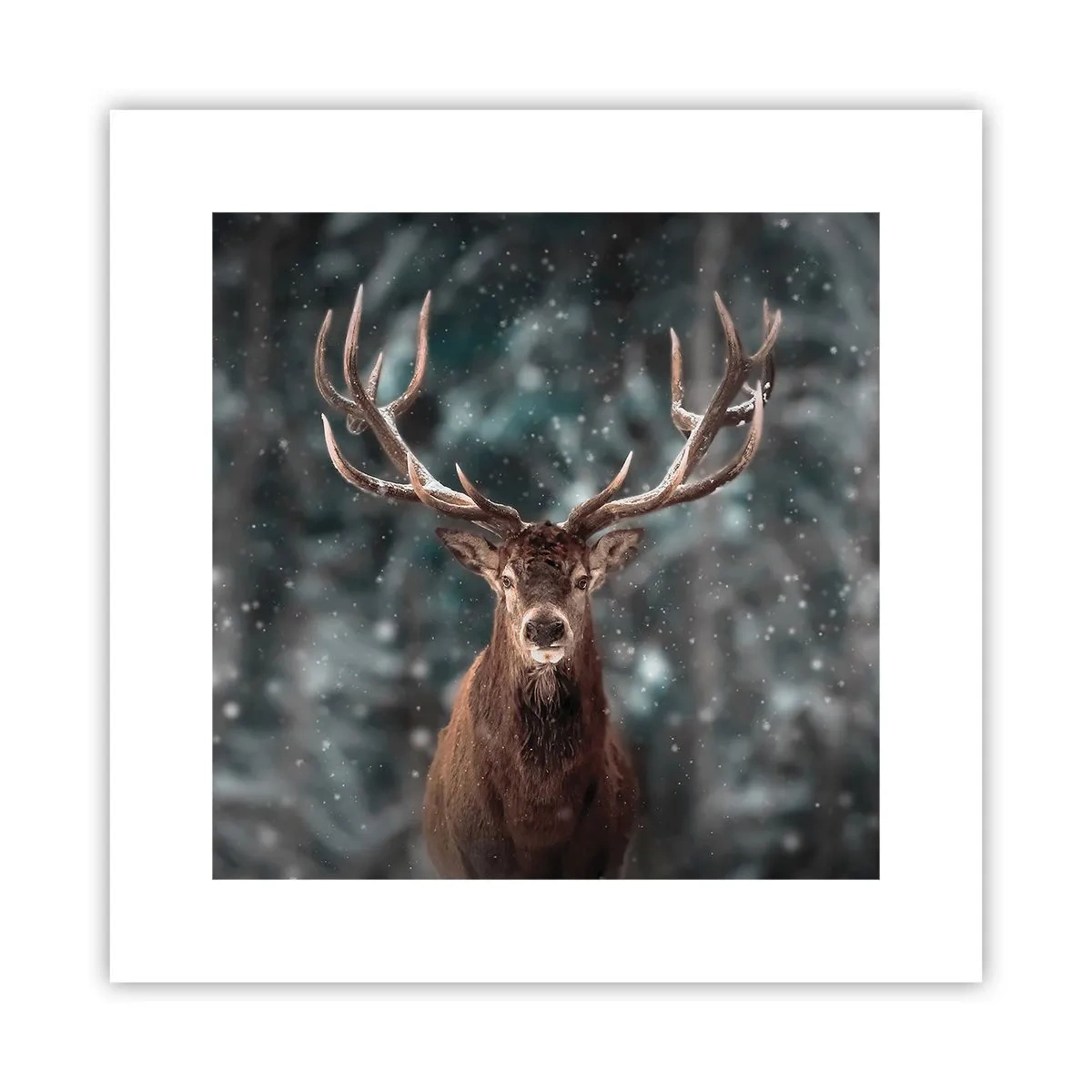 Poster - Il re del bosco incoronato - 30x30 cm