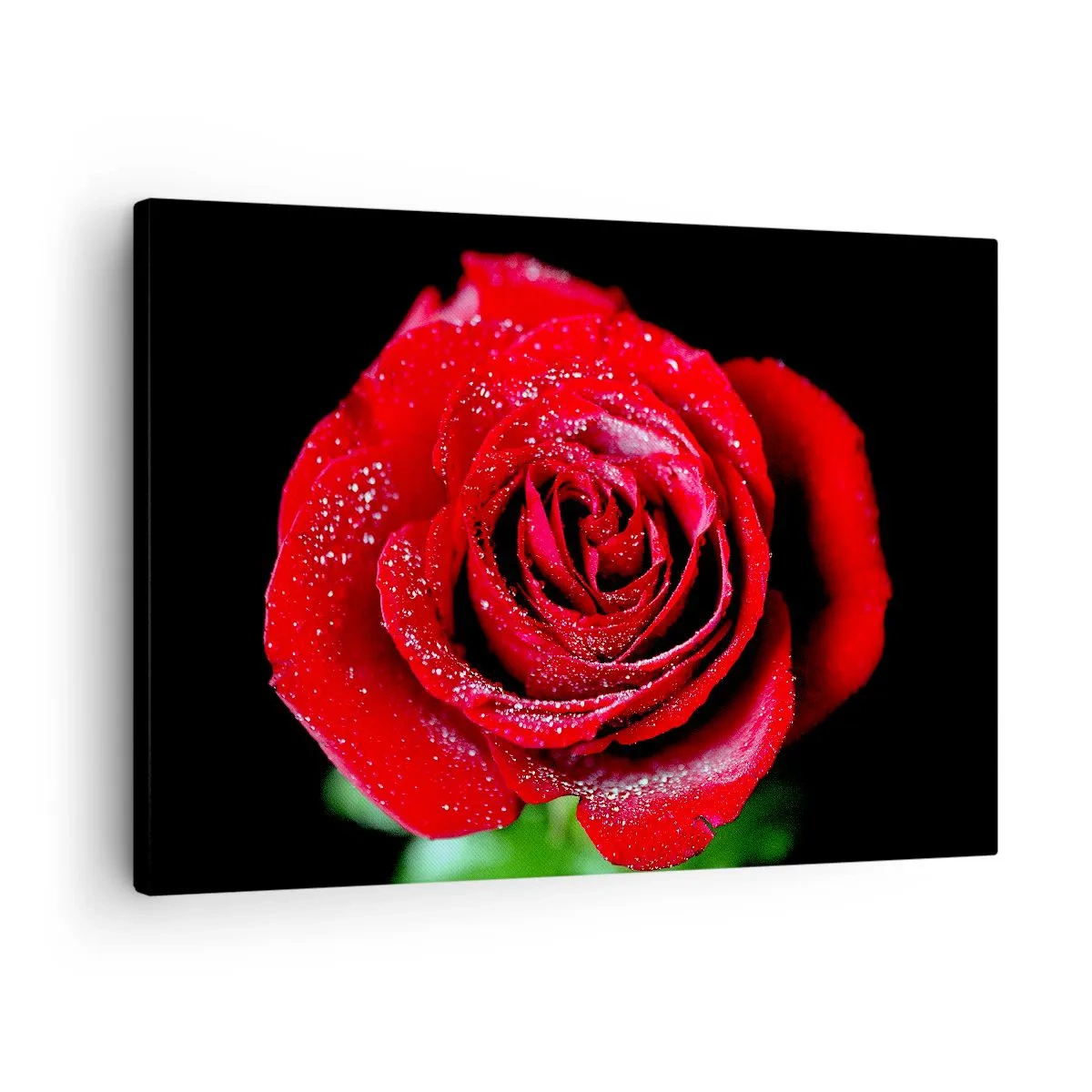 Quadro su tela - Stampe su Tela - Una rosa rossa ricoperta di gocce di rugiada su uno sfondo nero. - 70x50cm - Ecco l'amore - Decorazione murale moderna per soggiorno e camera da letto ARTTOR