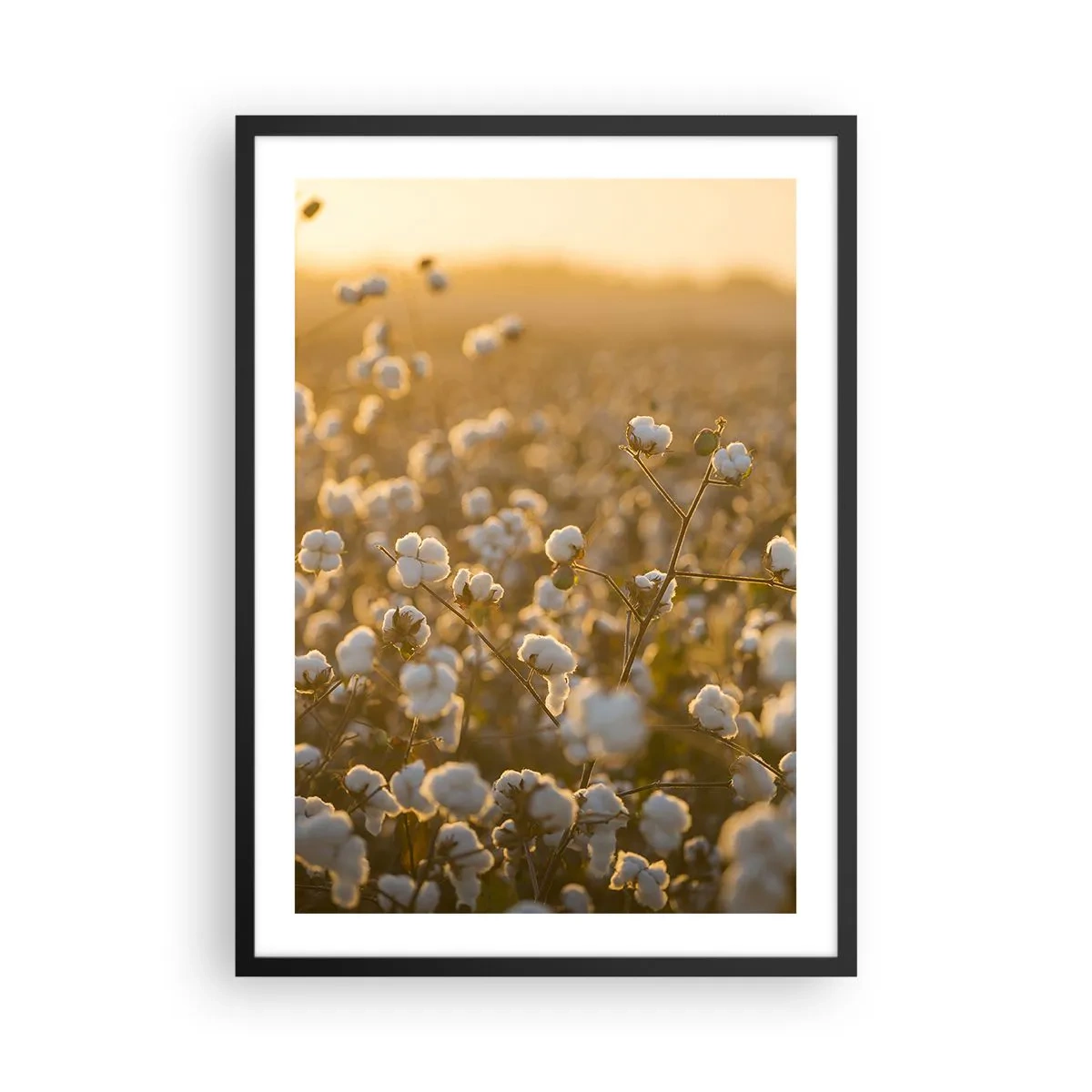 Poster in cornice nera - Un campo di cotone nella calda luce del sole al tramonto - 50x70cm - Campo di morbidezza - Decorazione murale moderna per soggiorno e camera da letto ARTTOR
