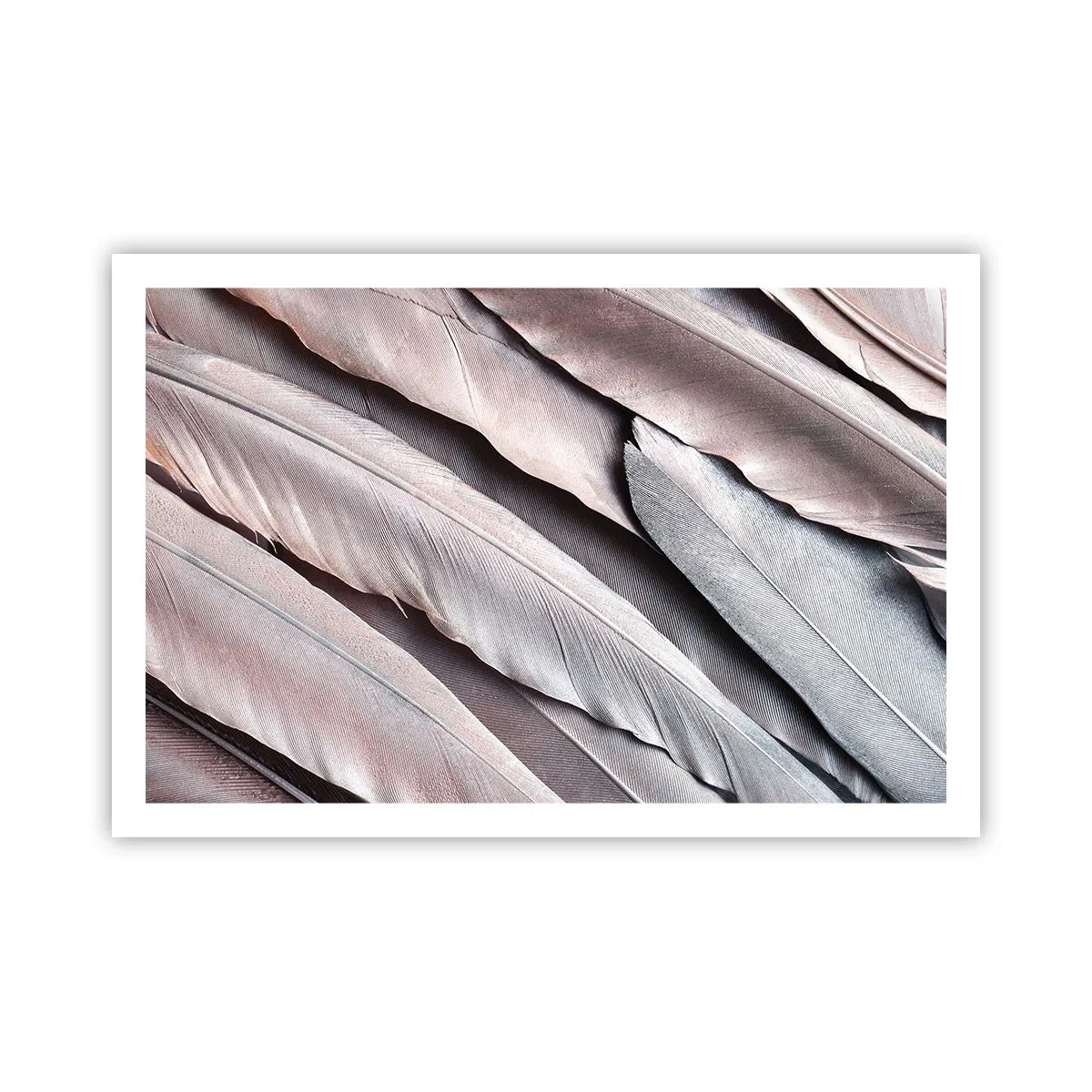 Poster - Argento rosato - 91x61 cm