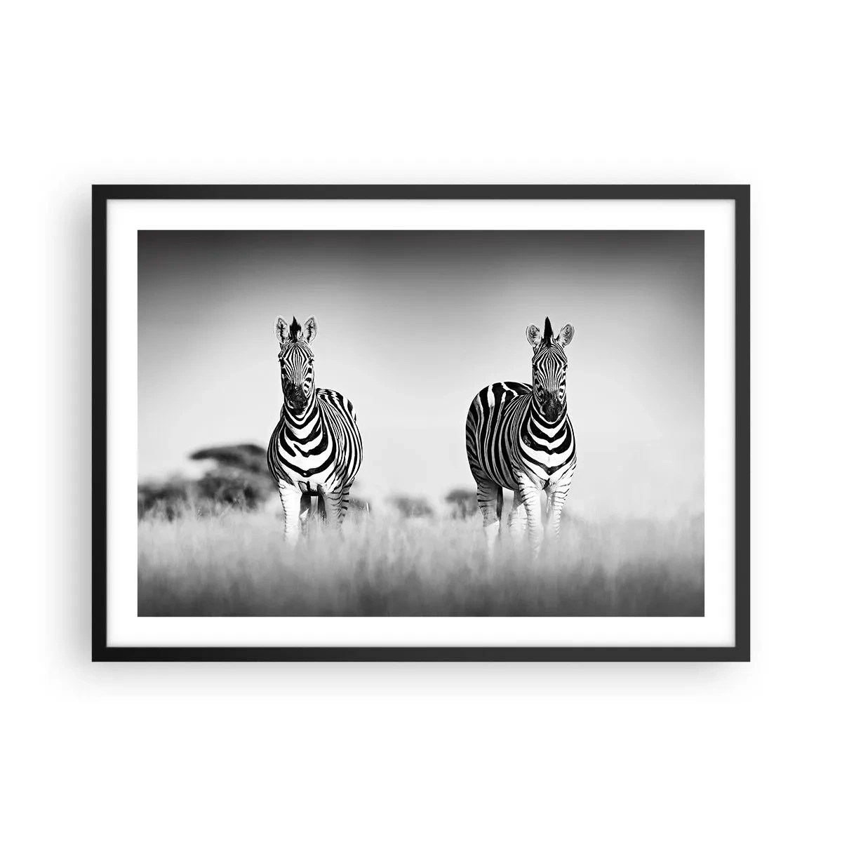 Poster in cornice nera - Due zebre nella savana in stile monocromatico - 70x50cm - E tuttavia il mondo è bianco e nero - Decorazione murale moderna per soggiorno e camera da letto ARTTOR