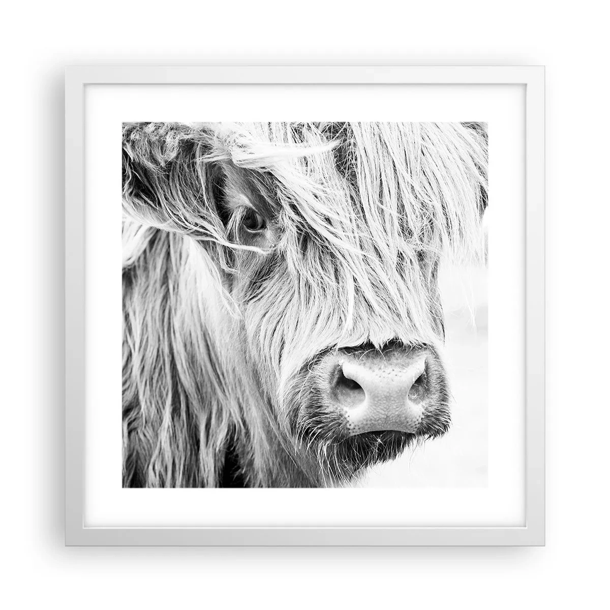 Poster in cornice bianca - Selvaticità scozzese - 40x40 cm