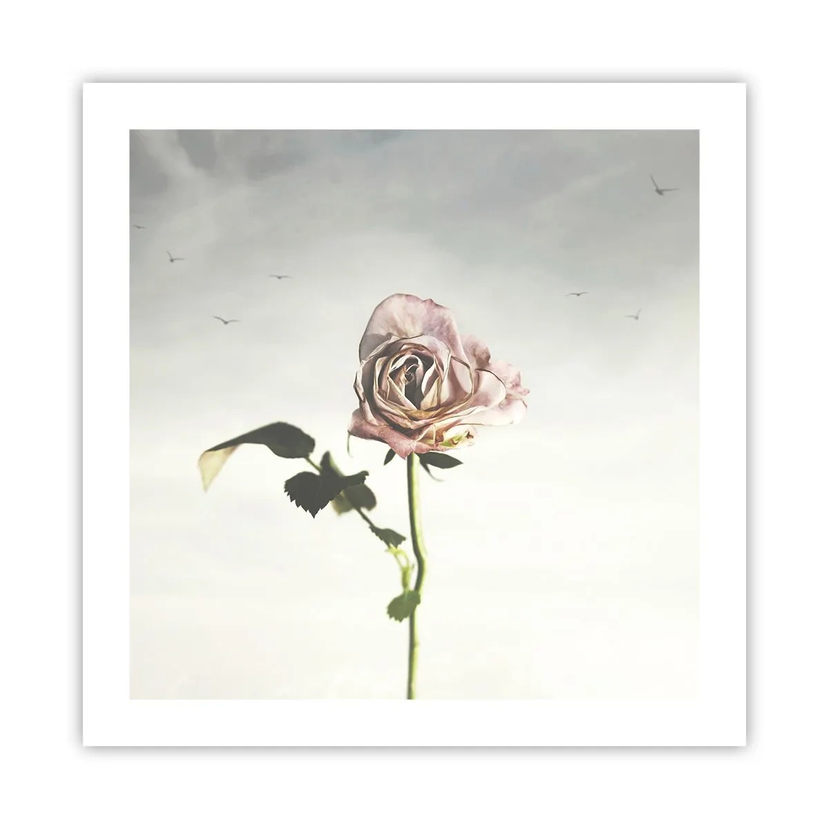 Poster - Il benvenuto alla primavera - 50x50 cm