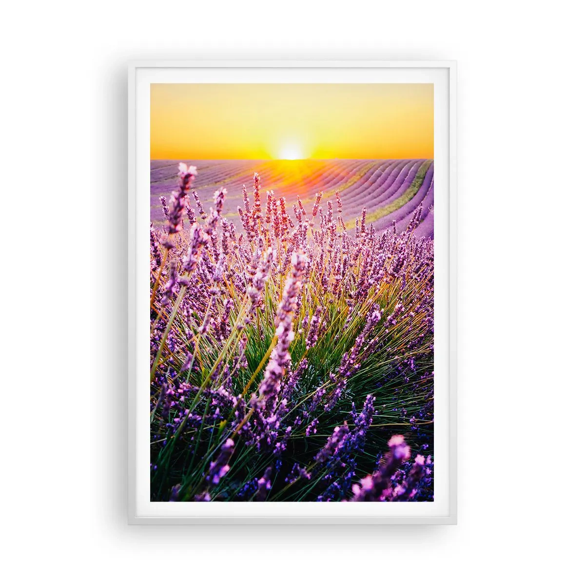 Poster in cornice bianca - Campo profumato - 70x100 cm