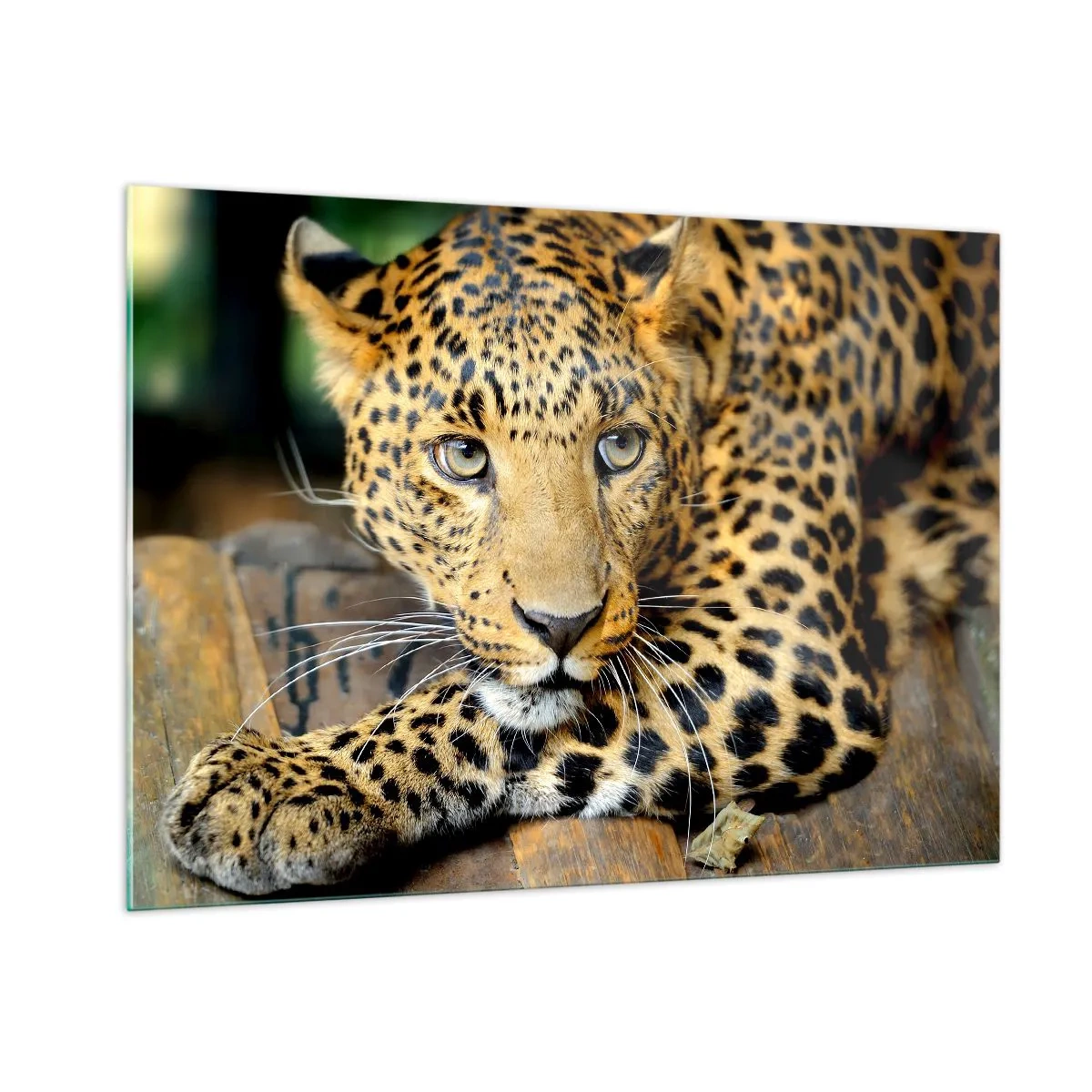 Quadro su vetro - Leopardo appoggiato su una superficie di legno - 100x70cm - Non temere, avvicinati - Decorazione murale moderna per soggiorno e camera da letto ARTTOR