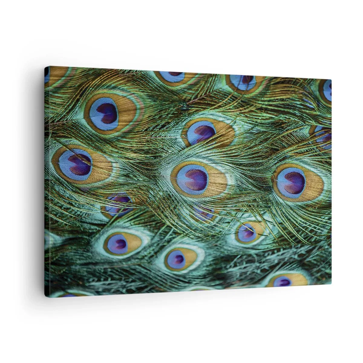 Quadro su tela - Stampe su Tela - Dettagli di piume di pavone in colori intensi - 70x50cm - Lo sguardo del pavone - Decorazione murale moderna per soggiorno e camera da letto ARTTOR