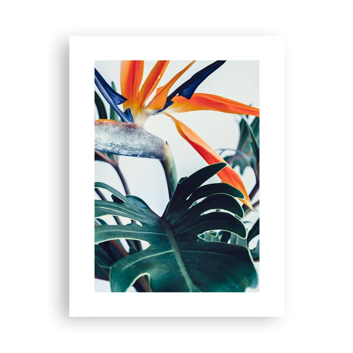 Poster - Pianta uccello - 30x40 cm