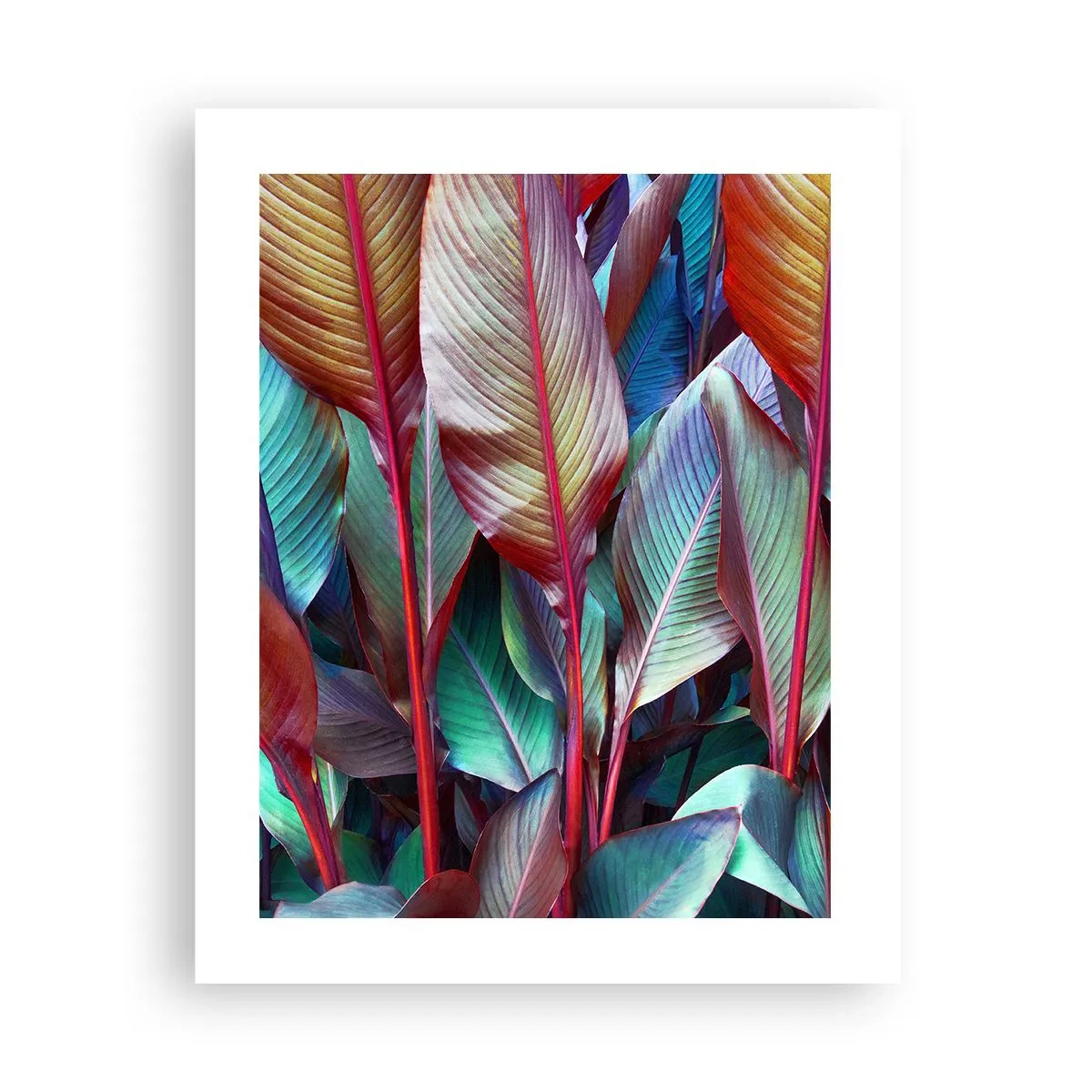 Poster - Selva colorata - 40x50 cm