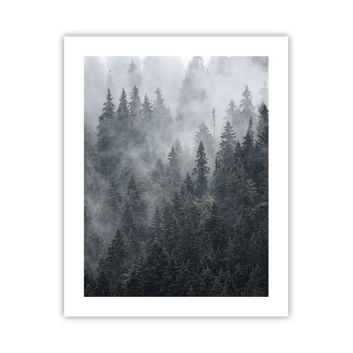 Poster - Alba nel bosco - 40x50 cm