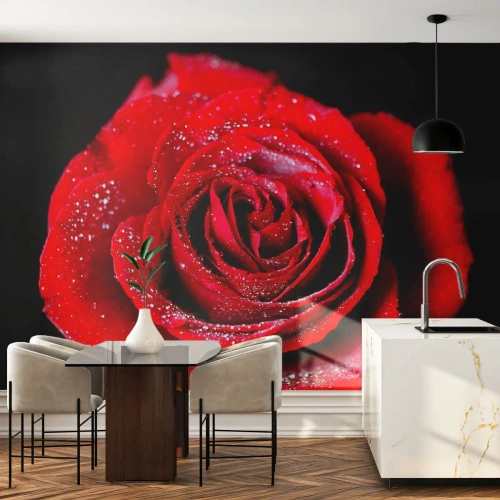 Fotomurali Premium Sand - Ecco l'amore - Fiori, Rosa rossa, Petali di rosa - 250x175 cm