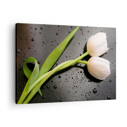 Quadro su tela - Stampe su Tela - Tulipani bianchi su sfondo nero con gocce d'acqua - 70x50cm - Intreccio primaverile - Decorazione murale moderna per soggiorno e camera da letto ARTTOR
