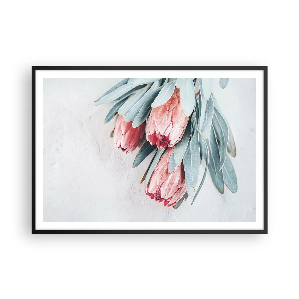 Poster in cornice nera - Delicati fiori di protea rosa su uno sfondo chiaro - 100x70cm - Imbarazzati per la propria bellezza - Decorazione murale moderna per soggiorno e camera da letto ARTTOR