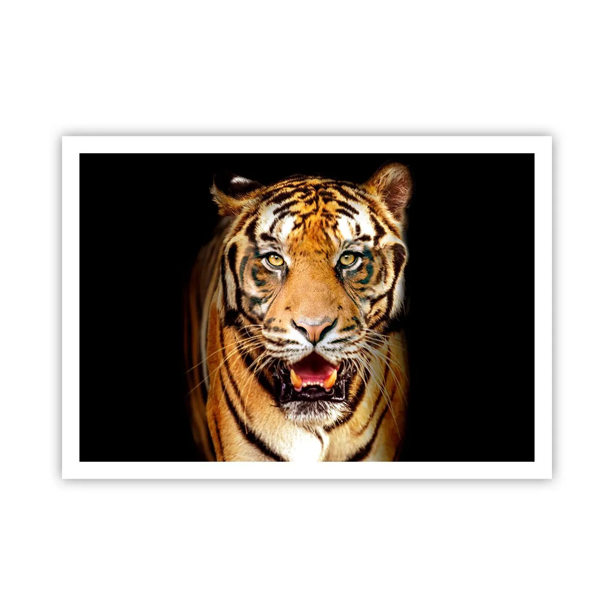 Poster - Una tigre con la bocca aperta su uno sfondo nero - 100x70cm - Cuore selvatico - Decorazione murale moderna per soggiorno e camera da letto ARTTOR