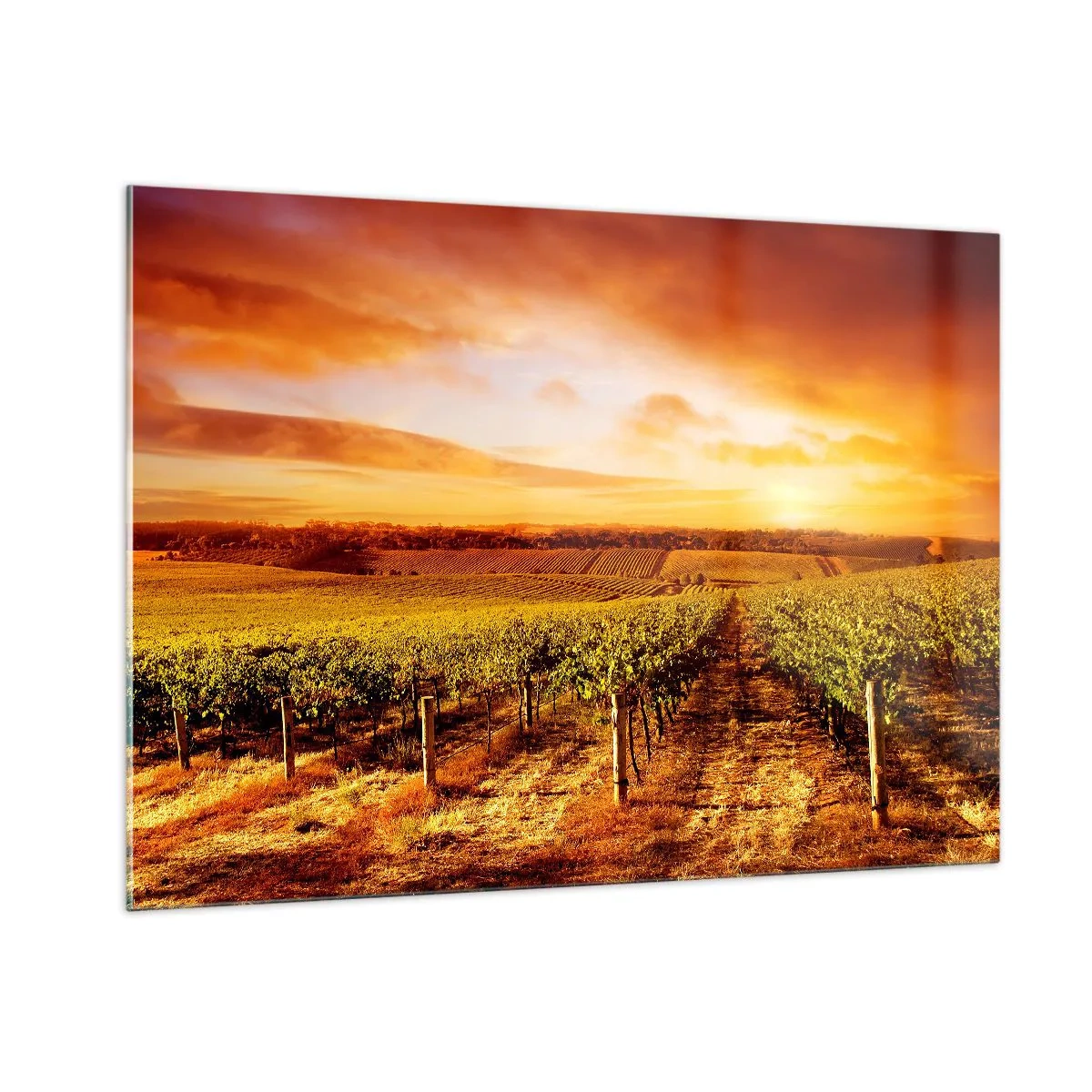 Quadro su vetro - Viti in un campo al tramonto - 100x70cm - Profumo di frutta con una nota di sole - Decorazione murale moderna per soggiorno e camera da letto ARTTOR