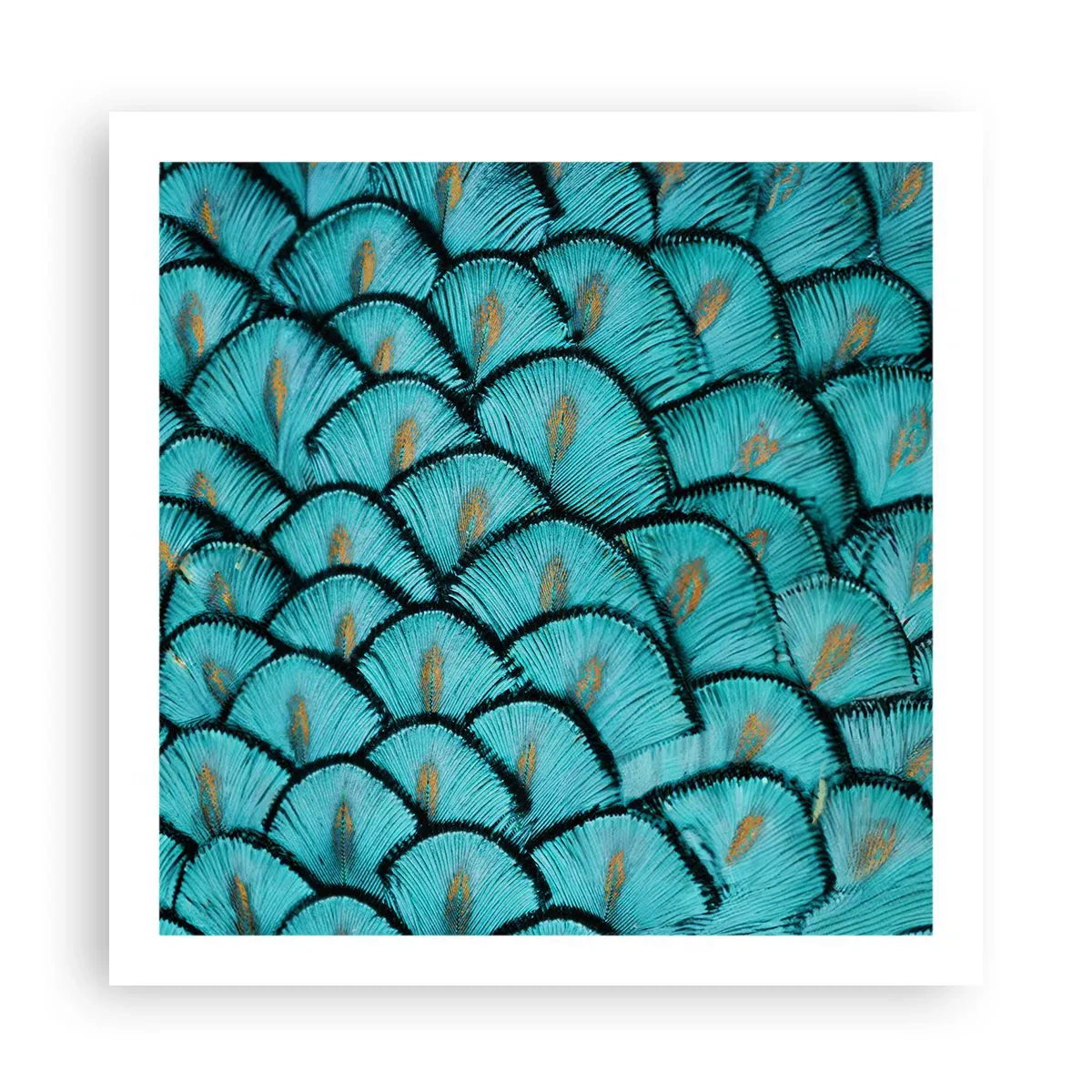 Poster - La grande festa delle piume - 60x60 cm