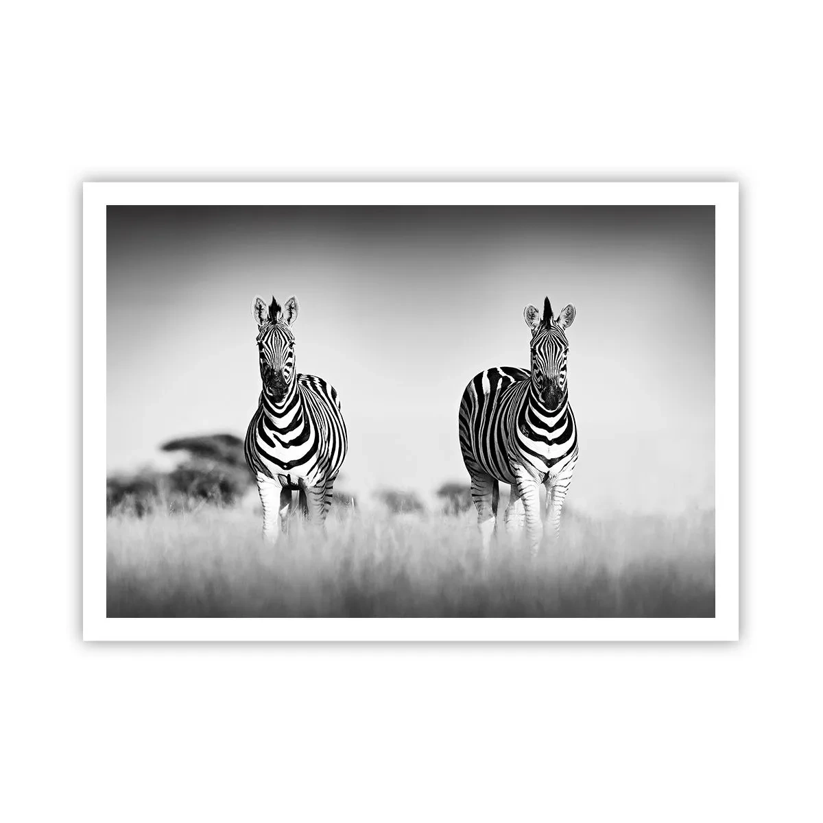 Poster - Due zebre nella savana in stile monocromatico - 100x70cm - E tuttavia il mondo è bianco e nero - Decorazione murale moderna per soggiorno e camera da letto ARTTOR