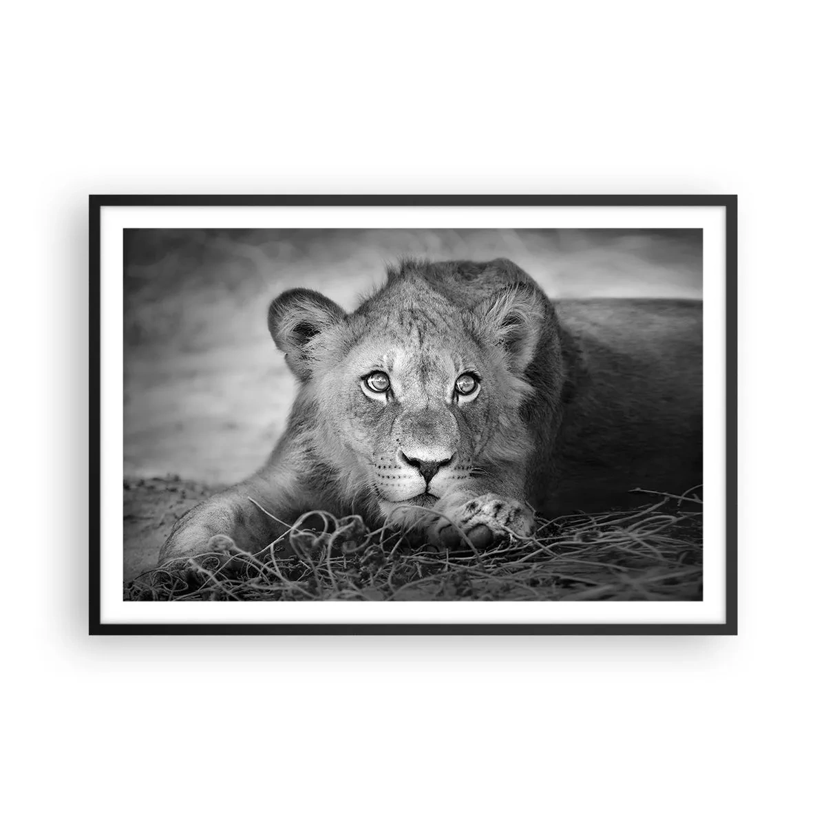 Poster in cornice nera - Cucciolo reale - 91x61 cm