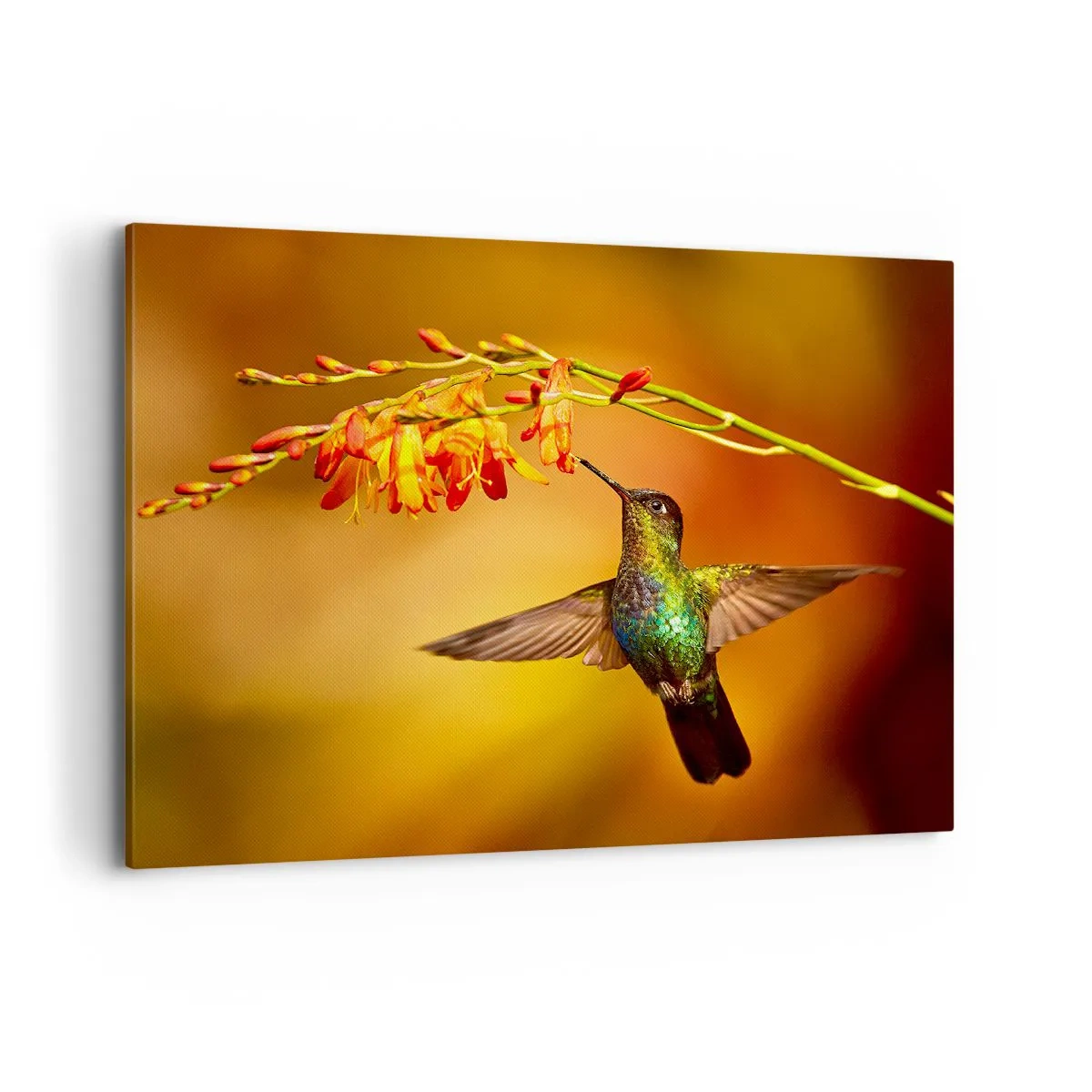 Quadro su tela - Stampe su Tela - Colibrì vicino a un fiore nella calda luce - 100x70cm - Messaggero di luce secondo i Maya - Decorazione murale moderna per soggiorno e camera da letto ARTTOR