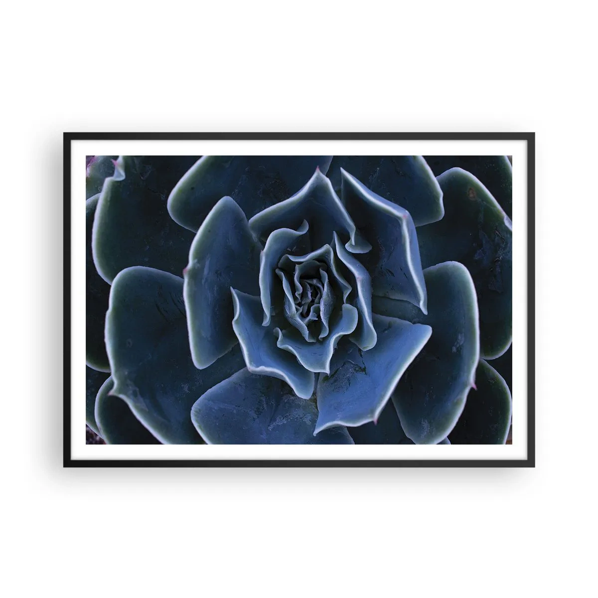 Poster in cornice nera - Primo piano di una rosetta succulenta verde - 100x70cm - Fiore del deserto - Decorazione murale moderna per soggiorno e camera da letto ARTTOR
