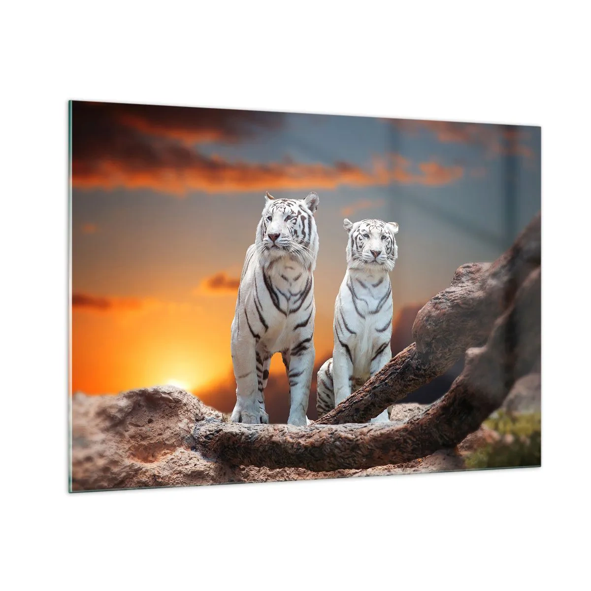 Quadro su vetro - Tigri bianche contro il sole al tramonto - 100x70cm - Proprio come a Narnia - Decorazione murale moderna per soggiorno e camera da letto ARTTOR