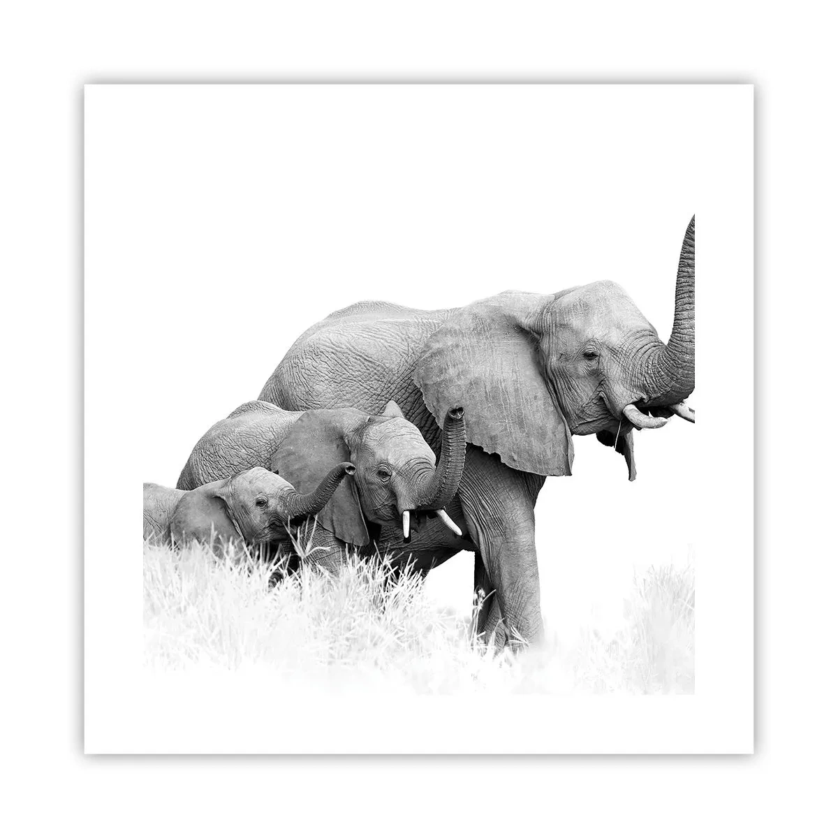 Poster - Uno, due, tre - 40x40 cm